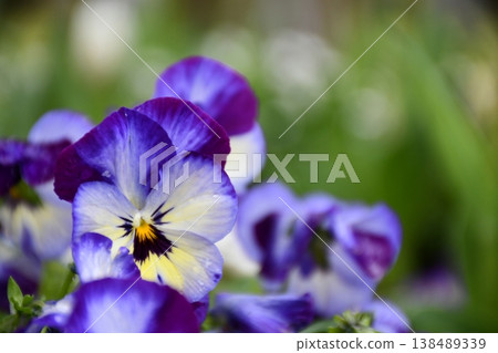 開花在春天庭院裡的紫色三色堇花 138489339