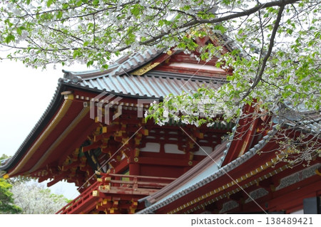 春天的鎌倉鶴岡八幡宮：朱漆的主殿與白色的櫻花 138489421