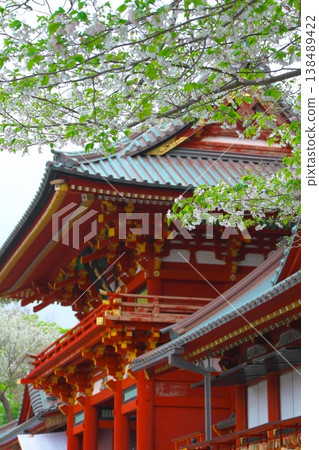 Kamakura Tsurugaoka Hachimangu Shrine in Spring: The vermilion-lacquered main shrine and white cherry blossoms 138489422