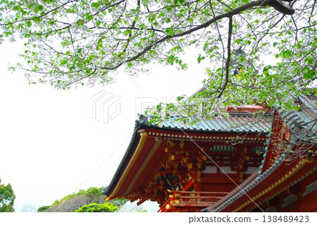 春天的鎌倉鶴岡八幡宮:朱漆的主殿與白色的櫻花 春天的鎌倉鶴岡八幡宮:朱漆的主殿與白色的櫻花 138489423