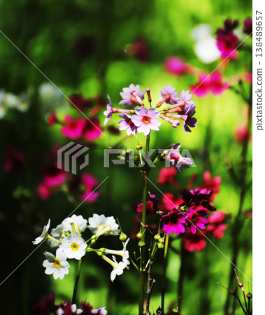 A cluster of Primula japonica flowers blooming at Senjugahama in early summer | Natural scenery of Lake Chuzenji and Nikko A cluster of Primula japonica flowers blooming at Senjugahama in early summer | Natural scenery of Lake Chuzenji and Nikko 138489657