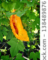 Ripe bitter gourd 138489876