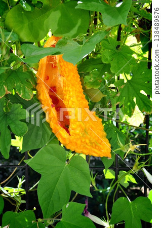 Ripe bitter gourd 138489876
