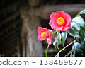 A landscape of red camellia flowers 138489877