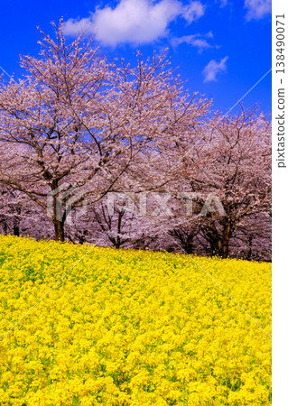 藍天下盛開的油菜花田(豎圖) 藍天下盛開的油菜花田(豎圖) 138490071