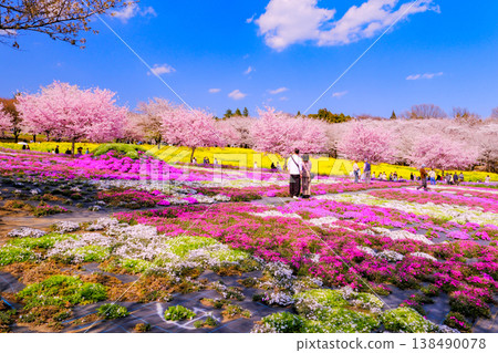 上千棵櫻花樹和苔蘚福祿考 上千棵櫻花樹和苔蘚福祿考 138490078