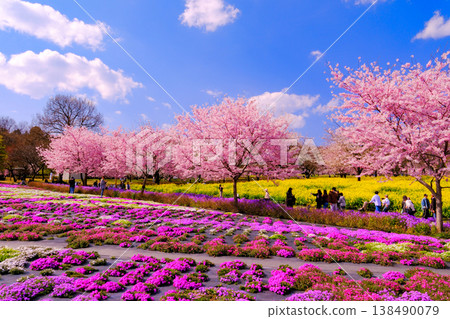 Shibazakura shining in the blue sky Shibazakura shining in the blue sky 138490079