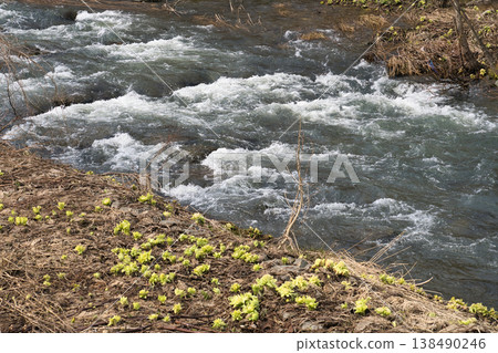 Snowmelt rushing to the river and butterbur sprouts 3 Snowmelt rushing to the river and butterbur sprouts 3 138490246