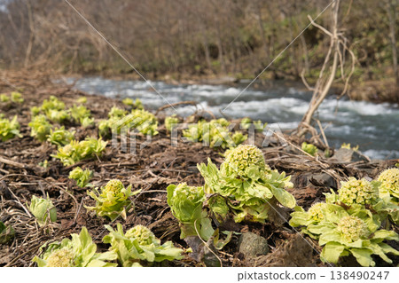 Snowmelt rapids and butterbur sprouts 2 Snowmelt rapids and butterbur sprouts 2 138490247
