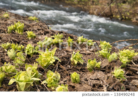 A rapid stream of melting snow and butterbur sprouts 1 A rapid stream of melting snow and butterbur sprouts 1 138490248