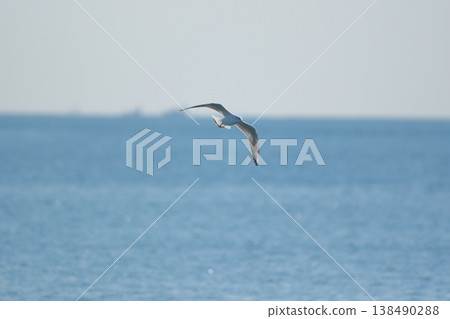A seascape with black-headed gulls flying. A seascape with black-headed gulls flying. 138490288