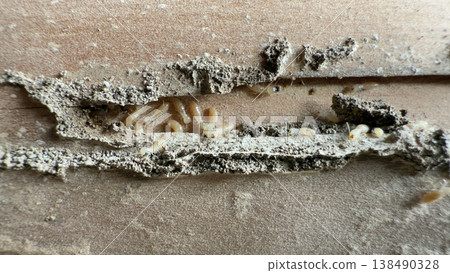 Termite nest found in the pillars of a wooden house 138490328