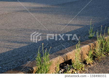 The setting sun shines on the roadside grass. The setting sun shines on the roadside grass. 138490331