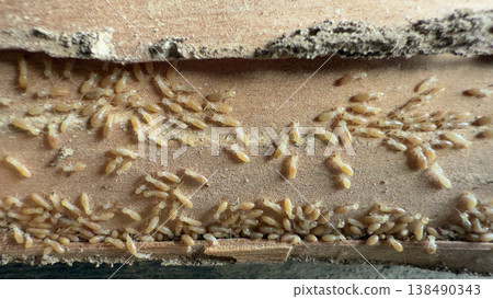 Termite nest found in the pillars of a wooden house Termite nest found in the pillars of a wooden house 138490343