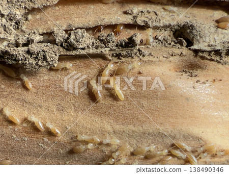 Termite nest found in the pillars of a wooden house Termite nest found in the pillars of a wooden house 138490346
