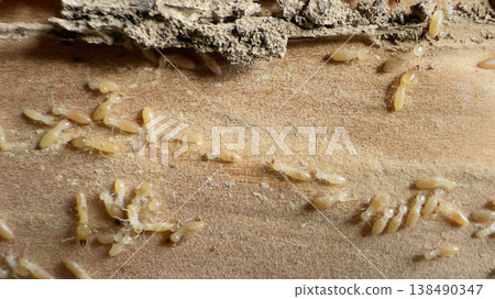 在木屋的柱子裡發現了白蟻巢穴 138490347