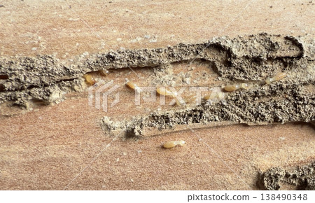 Termite nest found in the pillars of a wooden house Termite nest found in the pillars of a wooden house 138490348