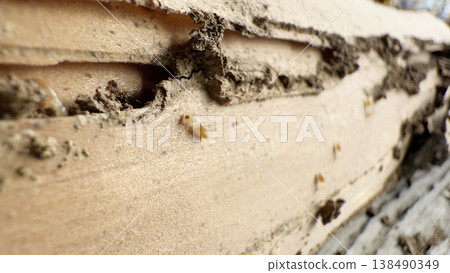 在木屋的柱子裡發現了白蟻巢穴 在木屋的柱子裡發現了白蟻巢穴 138490349