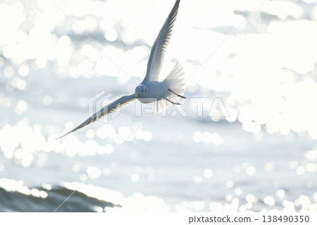 黑頭鷗飛翔的海域 138490350