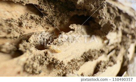 Termite nest found in the pillars of a wooden house Termite nest found in the pillars of a wooden house 138490357