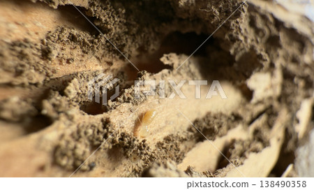 Termite nest found in the pillars of a wooden house Termite nest found in the pillars of a wooden house 138490358