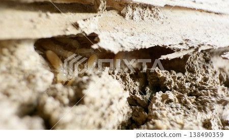 Termite nest found in the pillars of a wooden house 138490359