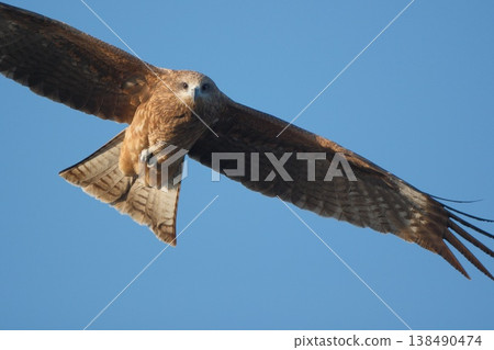 一隻風箏在空中飛翔，看著我。 138490474