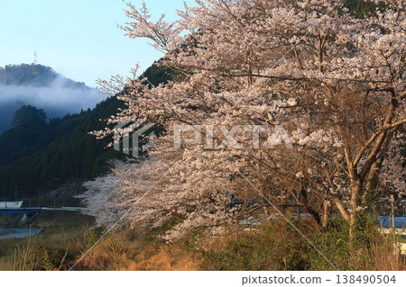 京都，南丹市，園部，戶野田，日吉，櫻花，盛開，花朵，山，早晨 138490504