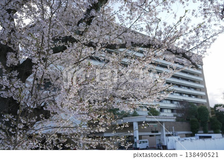 八王子市政廳的櫻花 八王子市政廳的櫻花 138490521