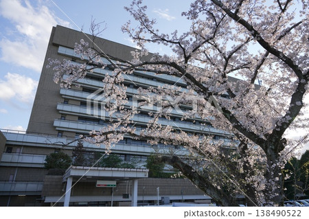 Cherry blossoms at Hachioji City Hall 138490522