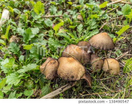 Suspicious mushrooms 138490547