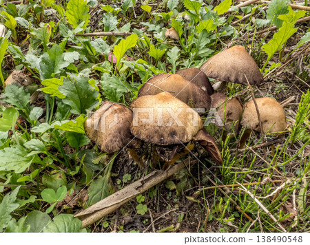 Suspicious mushrooms Suspicious mushrooms 138490548