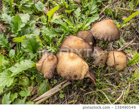 Suspicious mushrooms 138490549