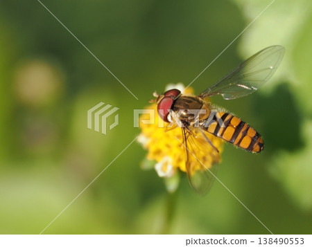 A hoverfly is perched on a flower of the Bidens genus. 138490553