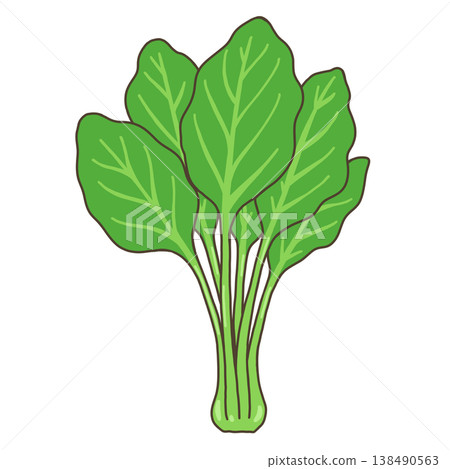 蔬菜——菠菜 蔬菜——菠菜 138490563