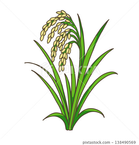 Grains - Rice 138490569
