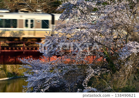 Railway, train, San'in Main Line, Kyotoguchi, Sonobe, Tonoda, Hiyoshi, railway bridge, cherry blossoms, sakura, full bloom, local train Railway, train, San'in Main Line, Kyotoguchi, Sonobe, Tonoda, Hiyoshi, railway bridge, cherry blossoms, sakura, full bloom, local train 138490621