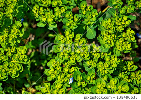 Yellow-green Euphorbiaceae flower (spring, March) Yellow-green Euphorbiaceae flower (spring, March) 138490633