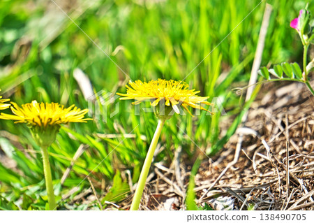Japanese dandelion flowers (spring, March) Japanese dandelion flowers (spring, March) 138490705