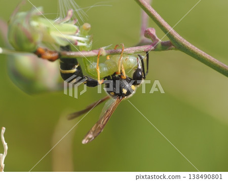 A potter wasp gnawing on a caterpillar 138490801