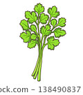Vegetables - Cilantro 138490837
