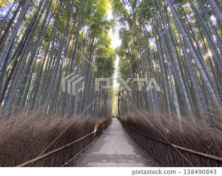 A deserted bamboo grove path A deserted bamboo grove path 138490843