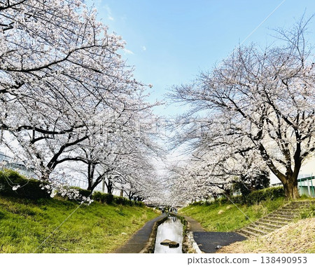 櫻花隧道 櫻花隧道 138490953