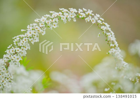 繡線菊充滿活力的氛圍 138491015