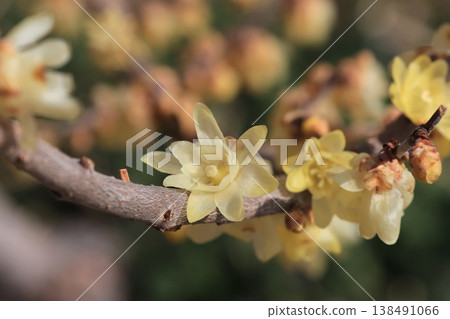 Close-up photograph of winter sweet flowers Close-up photograph of winter sweet flowers 138491066