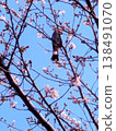 A bulbul perching on a cherry tree 138491070