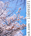 Cherry blossoms in full bloom shining in the blue sky 138491071