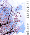Cherry blossoms in full bloom shining in the blue sky 138491072
