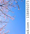 Cherry blossoms in full bloom shining in the blue sky 138491073