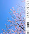 Cherry blossoms in full bloom shining in the blue sky 138491074